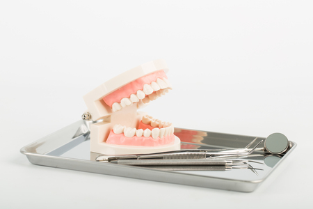 Dental implant model for explain tooth body.
