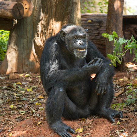 Chimpanzee animal relaxing in natural wild