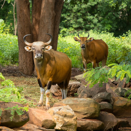 Banteng animal looking forward in the forest.の写真素材