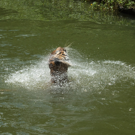 Tiger animal flicking head in natural wild.の写真素材