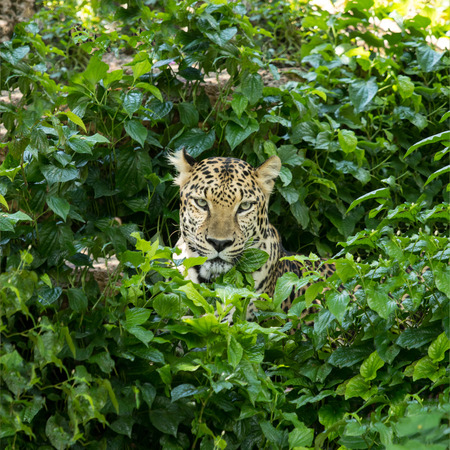 Leopard face live in natural wildの写真素材