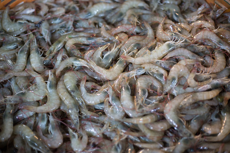 Sea prawn seafood raw material in fresh marketの写真素材