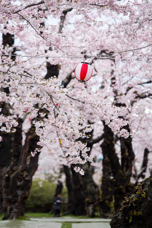 Cherry blossom, sakura flower in Japanの写真素材