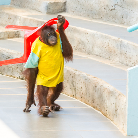 Orangutan monkey holding red chair inside building.の写真素材