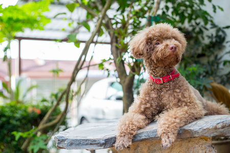 Toy brown poodle sitting on table and looking something.の写真素材