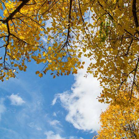 Yellow Ginko tree leaf with blue sky.の写真素材