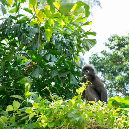 Dusky leaf monkey on the wild jungle.の写真素材