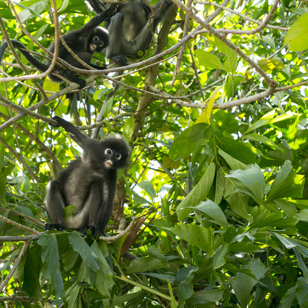 Dusky leaf monkey on the wild jungle.