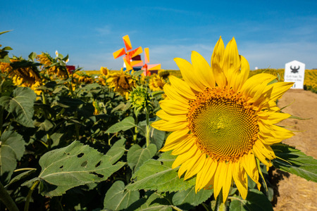 Sunflower natural garden in Thailandの写真素材