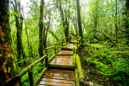 Deep forest jungle , moss and rain forest in Thailand.の写真素材