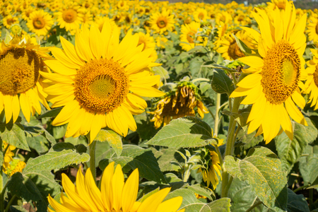 Sunflower natural garden in Thailandの写真素材
