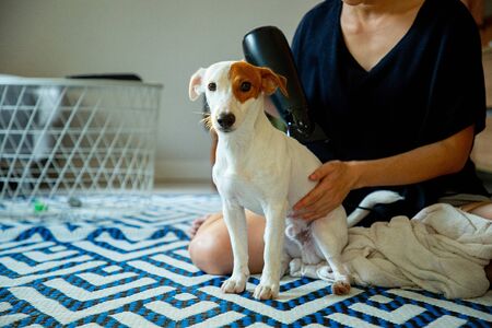 Jack russell dog blow hair at home.の写真素材