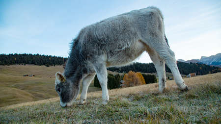 Animal mammal cow eating grass in the mountain.Agriculture of nature.