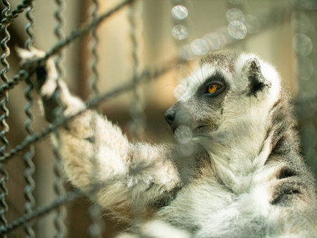 Long-tailed lemur holding on the cage and looking in the outside.の写真素材