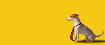 Jack russell terrier dog looking forward for check its business. Animal vision.Doggy officerの写真素材
