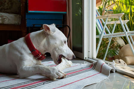 Jack Russell terrier enjoy to chewing bone at home.Happiness dog and enjoy to chew its food.の写真素材