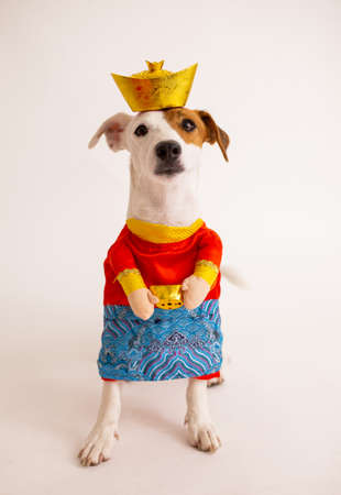 Jack russell terrier dog with traditional dress god of money for celebration Chinese new year.Asian...