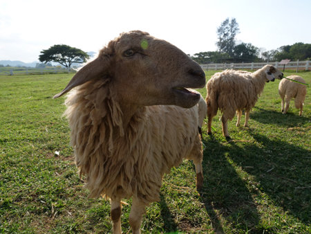 Close up Sheep in farming field in Thailand.の写真素材