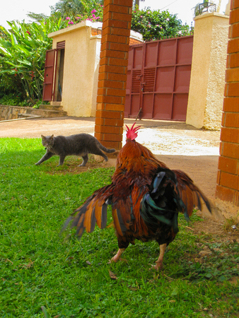 A rooster scaring off a cat in a gardenの写真素材