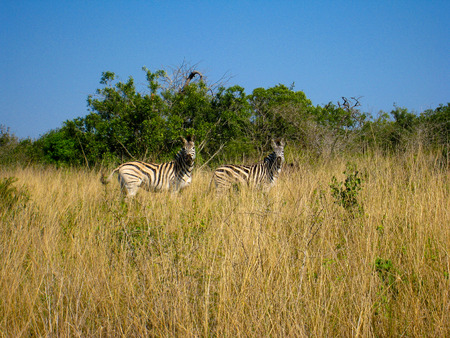 Two zebras looking at the photographerの写真素材