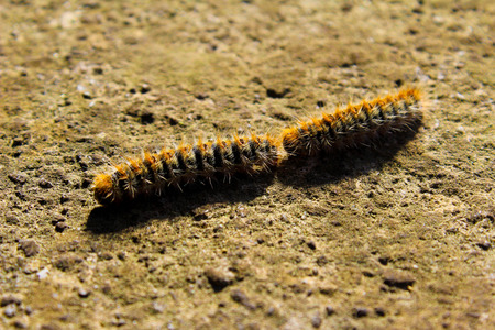 Two hairy larvae proceeding in the same directionの写真素材