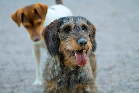 A grey dachshund outside with another dog in the backgroundの写真素材