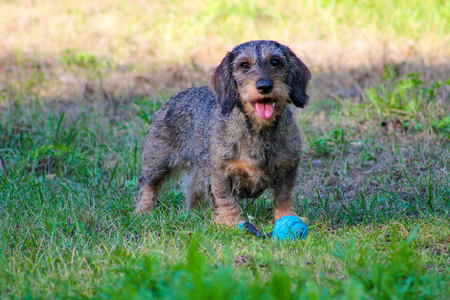 An active dachshund playing with a ball outsideの写真素材