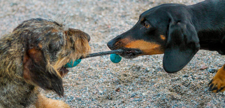 Two active dachshunds playing with a ball