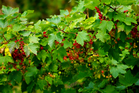 Plenty of redcurrant berries in a gardenの写真素材