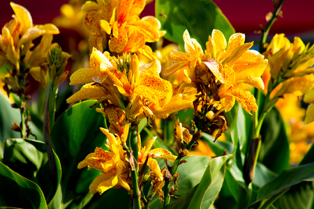 Yellow flowers in a gardenの写真素材