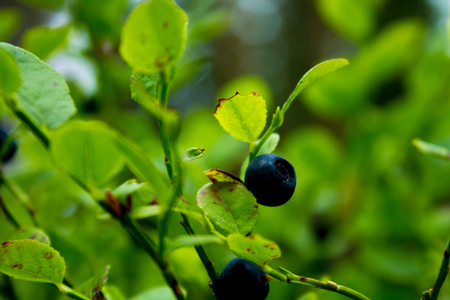 Blueberries in natural surroundings in eastern Finlandの写真素材