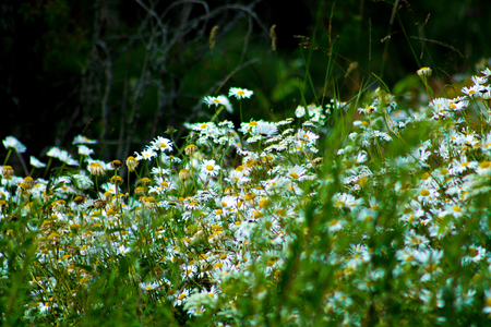 White oxeye daisy flowers in a gardenの写真素材