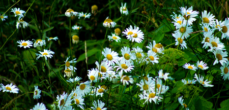 White oxeye daisy flowers in a gardenの写真素材