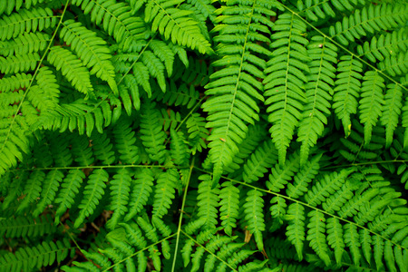 Undergrowth ferns in a Nordic forestの写真素材