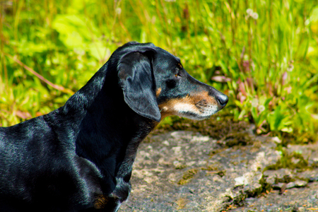 A black dachshund with an intense lookの写真素材