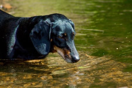 Black dachshund stepping into the waterの写真素材