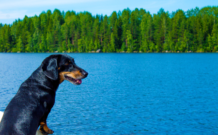 Black dachshund in a boat on a lakeの写真素材