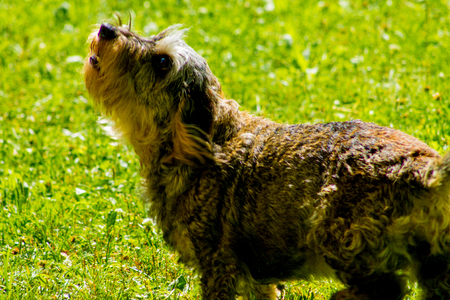 Grey dachshund looking up in a gardenの写真素材
