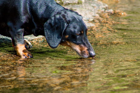 Black dachshund stepping into the waterの写真素材