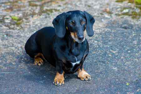 Black dachshund sitting on a shoreの写真素材