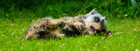 A grey dachshund playing in the gardenの写真素材