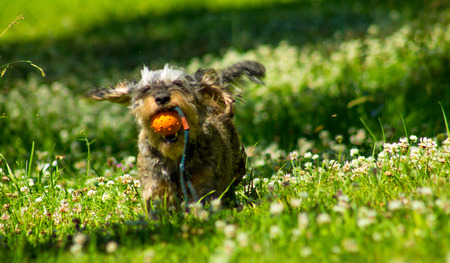 Grey dachshund running happily with a ballの写真素材