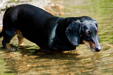 Black dachshund stepping into the waterの写真素材