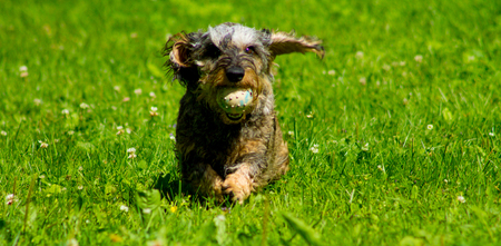 Grey dachshund running happily with a ballの写真素材