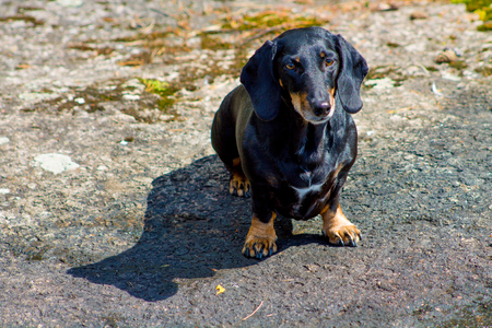 Black dachshund sitting on a rockの写真素材
