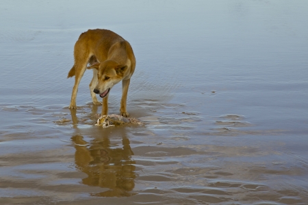 Australian Dingo with Fish on Fraser Island, Queensland Australiaの写真素材