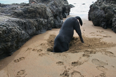 Dog burying his head in the sand in Costa Ricaの写真素材