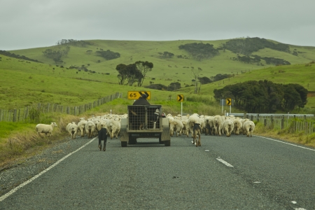 Herding Sheep along the road in New Zealandの写真素材