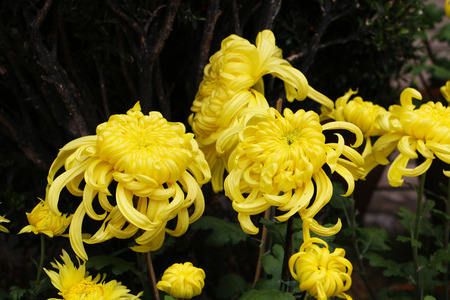 Chrysanthemum Flower の写真素材