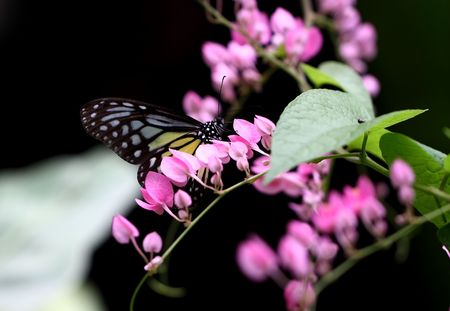 Butterfly on pink flowers